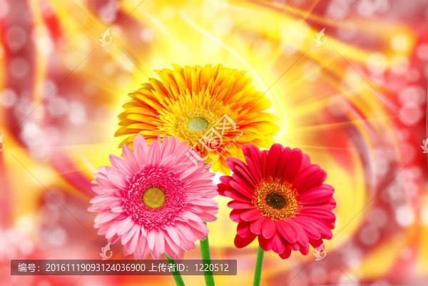 Gerber的花