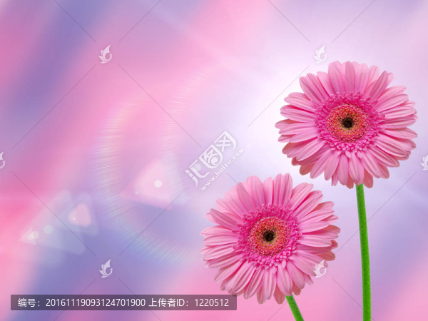 Gerber的花