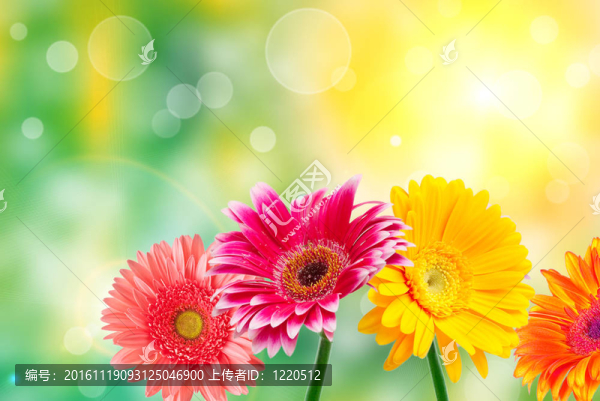 格伯的花