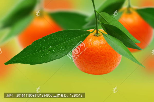 在明亮的綠色背景的官員