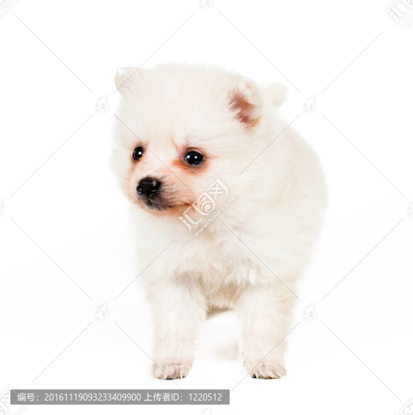 博美犬孤立在白色背景
