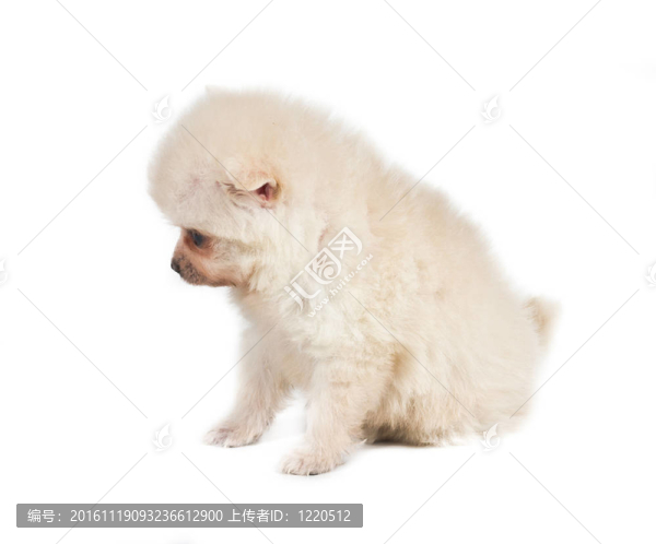 博美犬孤立在白色背景
