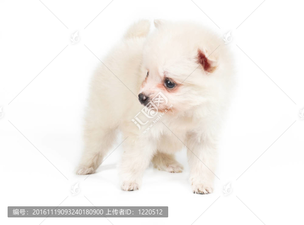 博美犬孤立在白色背景