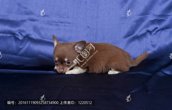 奇瓦瓦的小狗