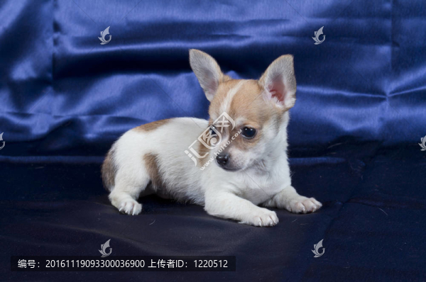 奇瓦瓦的小狗