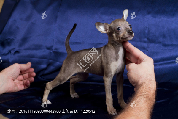 俄羅斯玩具犬