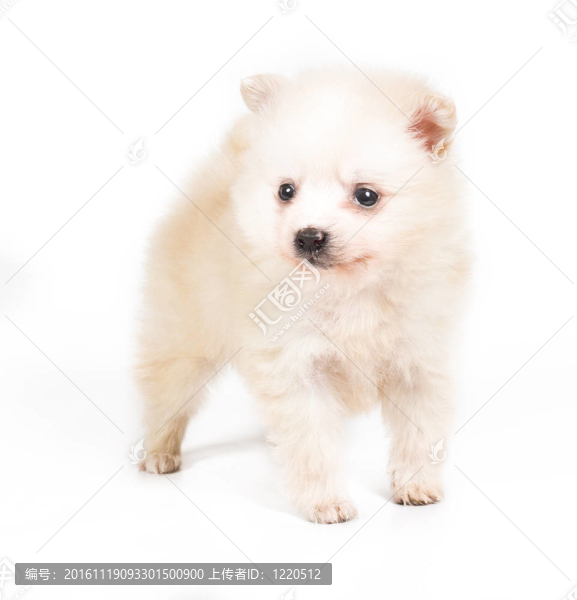 博美犬孤立在白色背景