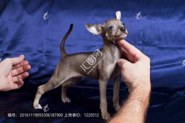 俄羅斯玩具犬