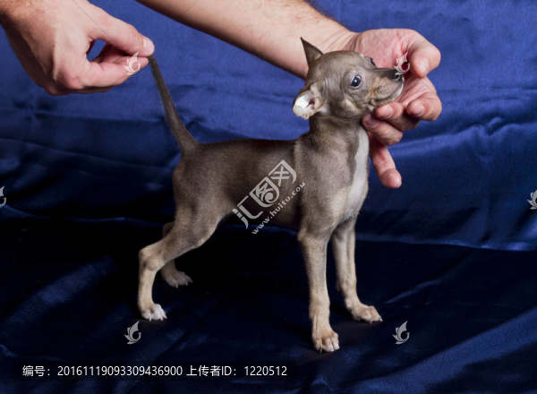 俄羅斯玩具犬