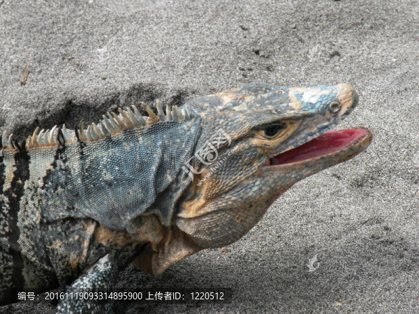 黑刺尾鬣蜥-匯圖網(wǎng) www.fosd68.com 黑刺尾鬣蜥