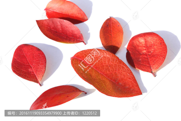 紅色的葉子