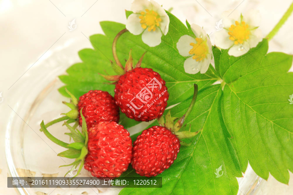 野草莓