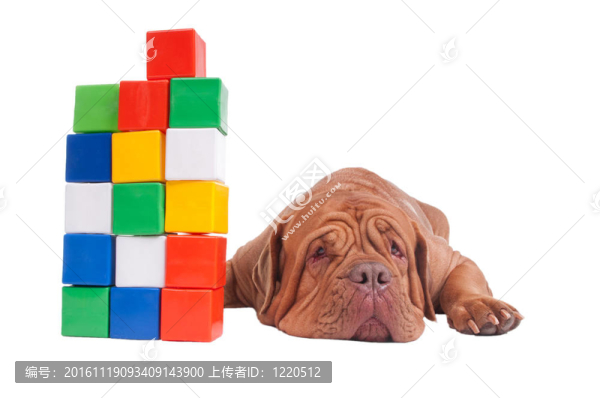 帶建筑立方體的狗