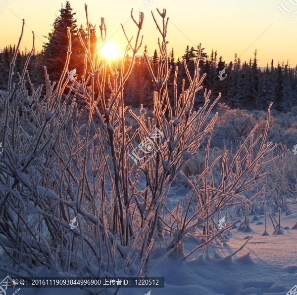 Hoar,frost在日落-匯圖網(wǎng) www.fosd68.com Hoar,frost在日落