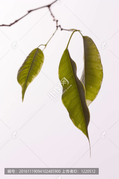 三葉子-匯圖網(wǎng) www.fosd68.com 三葉子