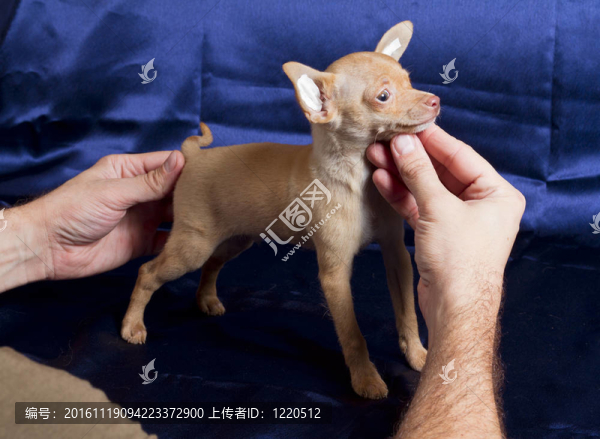 俄羅斯玩具犬