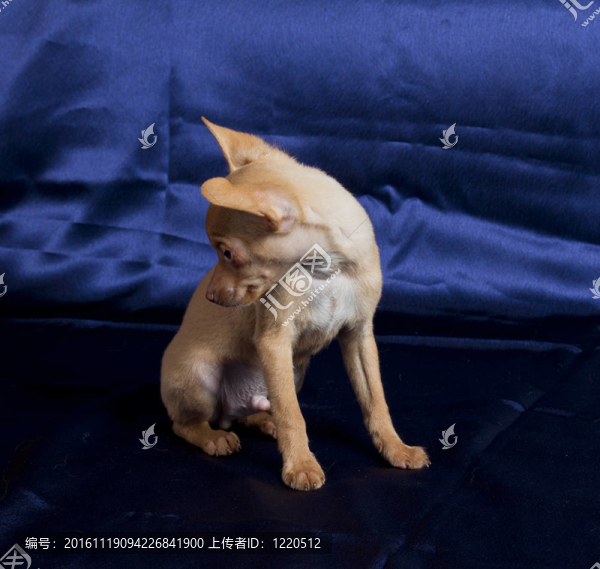 俄羅斯玩具犬