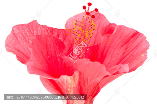 粉紅色的芙蓉花的細(xì)節(jié)
