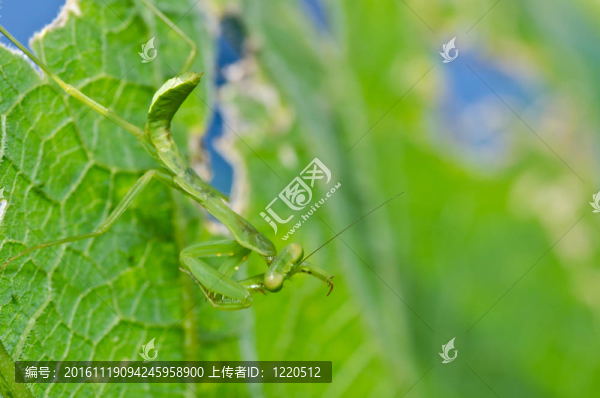 在綠色的大自然的小螳螂