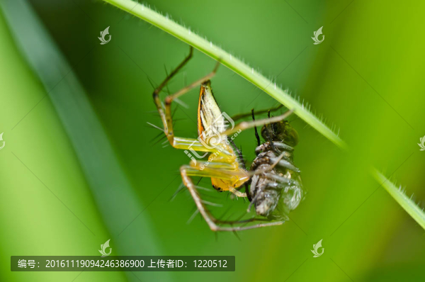 長(zhǎng)腿蜘蛛在綠色自然中