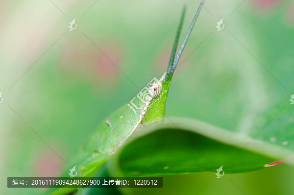 綠色自然中的蝗蟲(chóng)