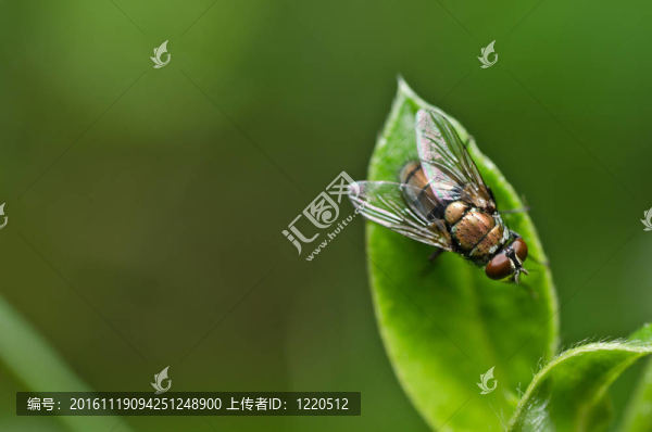 飛翔在綠色的大自然里
