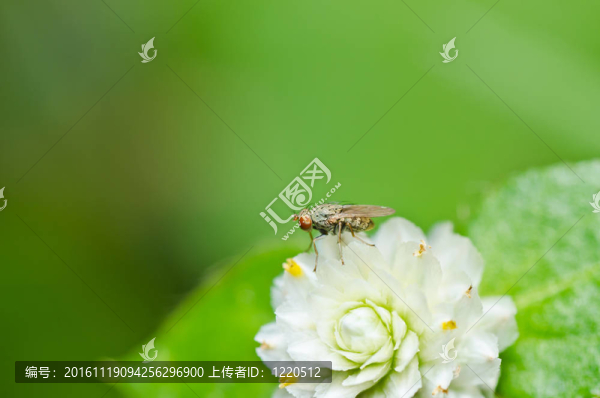 飛翔在綠色的大自然里