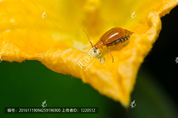綠色自然中的橙色甲蟲