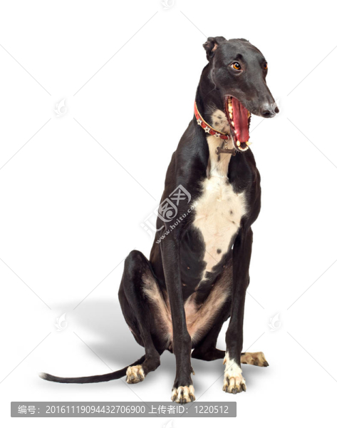 靈緹犬