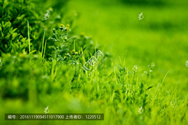 帶場效應(yīng)的綠草-匯圖網(wǎng) www.fosd68.com 帶場效應(yīng)的綠草