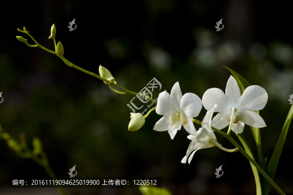 白蘭花