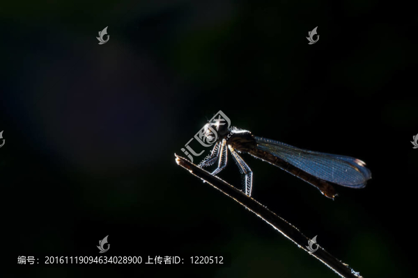 剪影蜻蜓