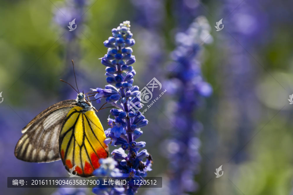 蝴蝶花