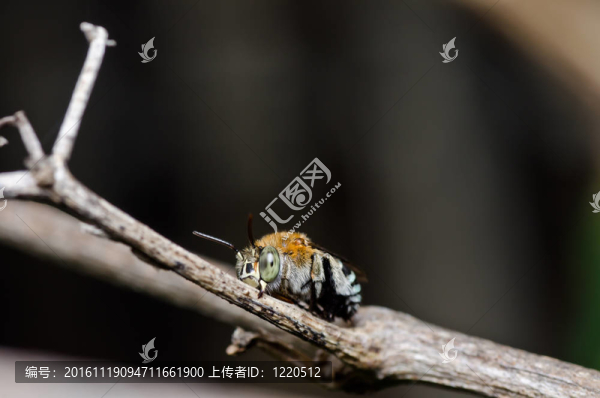 Amegilla,zonata在綠色的大自然