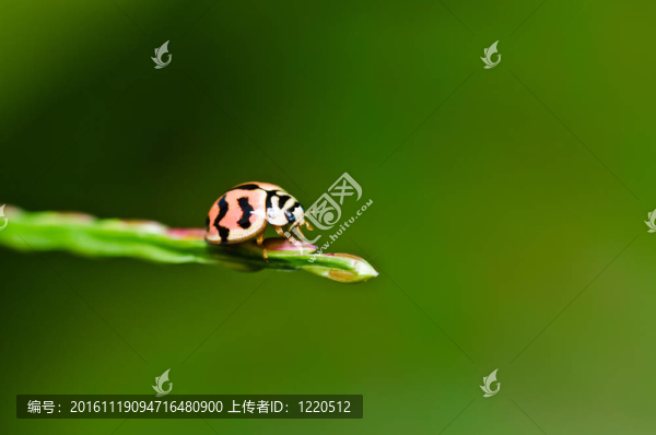 水果文件或綠色環(huán)保花卉檔案