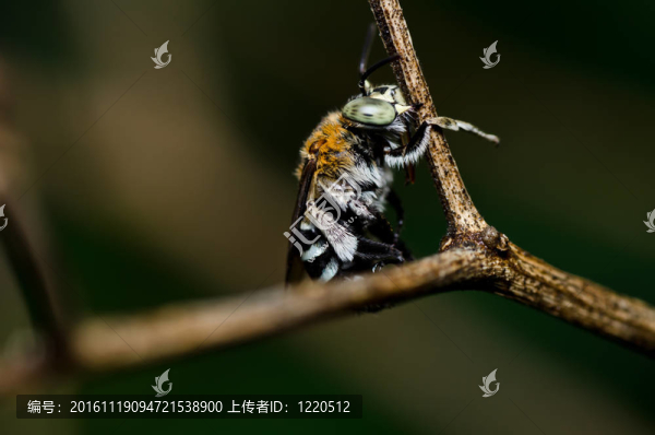 Amegilla,zonata在綠色的大自然