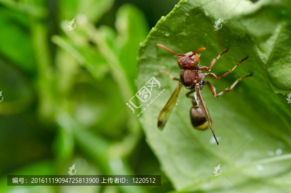 黃蜂在綠色的大自然或在花園里