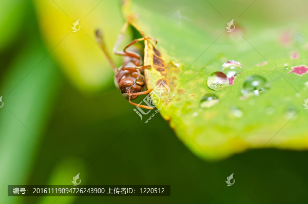 黃蜂在綠色的大自然或在花園里