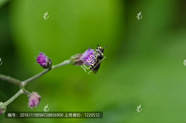 水果文件或綠色環(huán)保花卉檔案