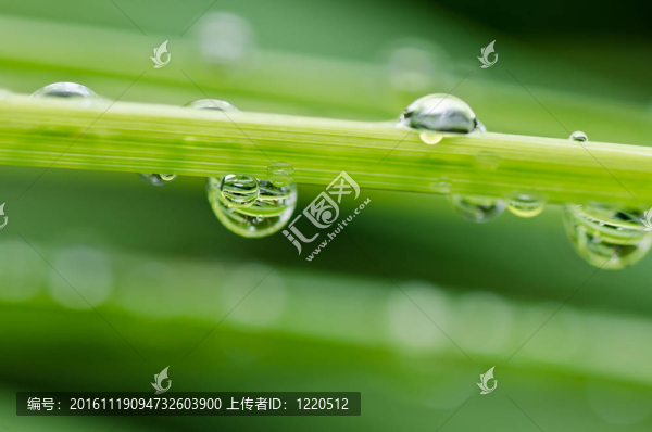 新鮮水滴在綠色自然
