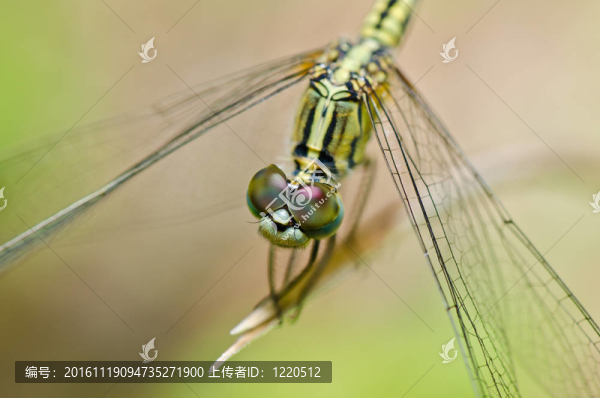 蜻蜓在花園