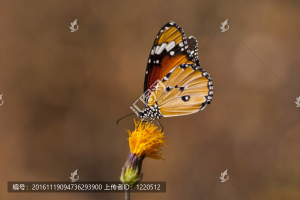 黃花上的蝴蝶