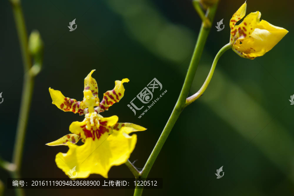 黃色的蘭花