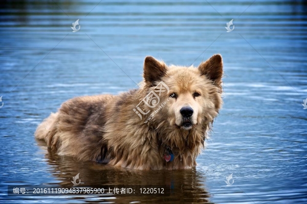 水中的狗