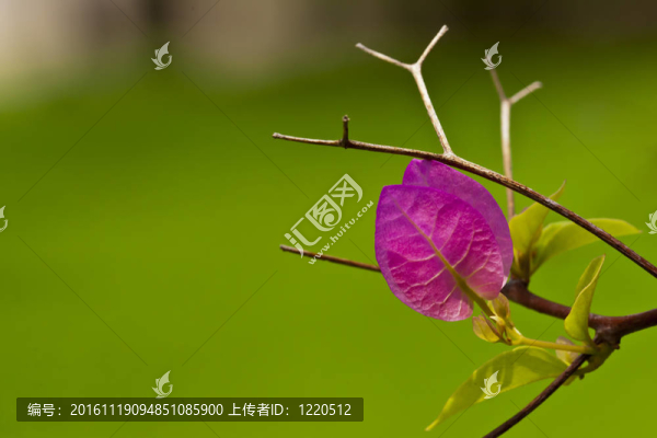 綠色背景花