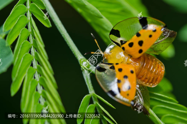 綠色自然中的橙色甲蟲