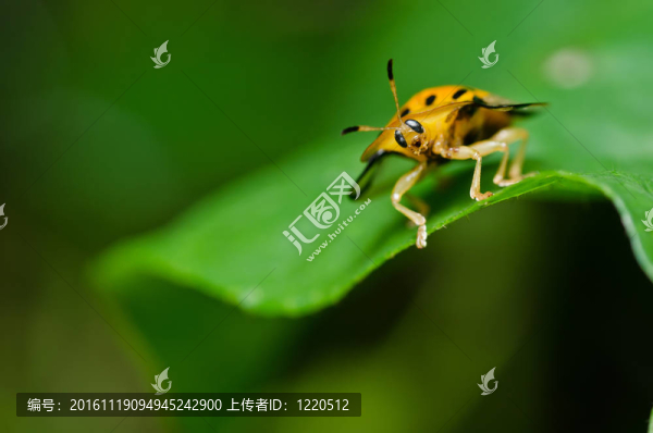 綠色自然中的橙色甲蟲