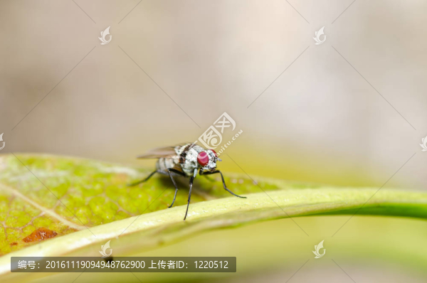 白色飛翔的綠色自然