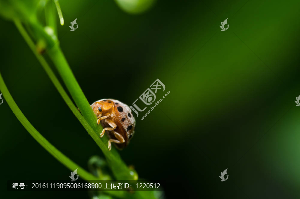 綠色自然中的橙色甲蟲