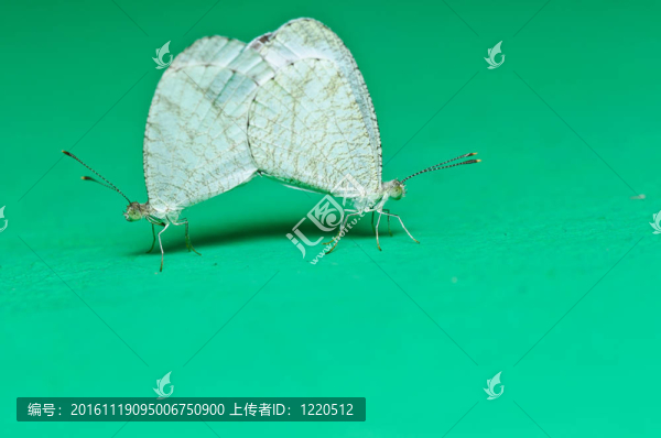蝴蝶在綠色的大自然